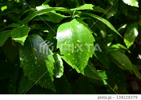 アオキ(フイリアオキ:Aucuba japonica) アオキ(フイリアオキ:Aucuba japonica) 139228379