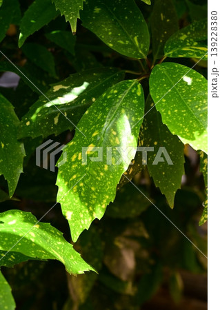 アオキ(フイリアオキ:Aucuba japonica) アオキ(フイリアオキ:Aucuba japonica) 139228380