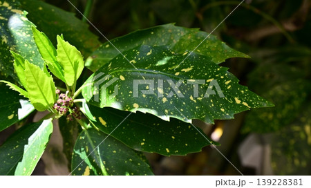 アオキ(フイリアオキ:Aucuba japonica) アオキ(フイリアオキ:Aucuba japonica) 139228381
