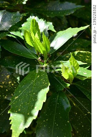 アオキ（フイリアオキ：Aucuba japonica） 139228382