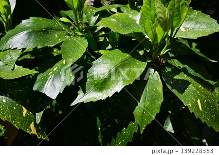 アオキ(フイリアオキ:Aucuba japonica) アオキ(フイリアオキ:Aucuba japonica) 139228383