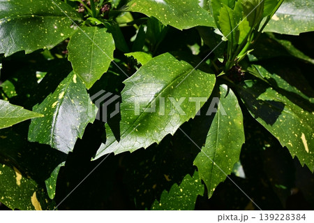 アオキ(フイリアオキ:Aucuba japonica) アオキ(フイリアオキ:Aucuba japonica) 139228384