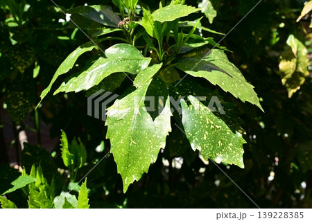 アオキ(フイリアオキ:Aucuba japonica) アオキ(フイリアオキ:Aucuba japonica) 139228385