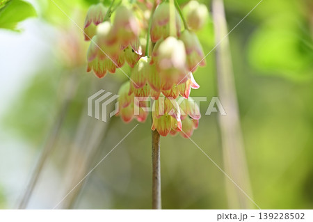 サラサドウダン（更紗灯台）の花 139228502