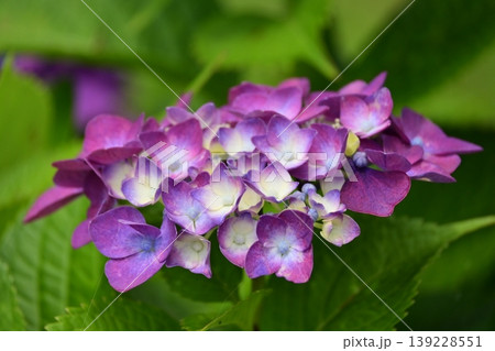 紫陽花 (梅雨のイメージ等に最適) 紫陽花 (梅雨のイメージ等に最適) 139228551