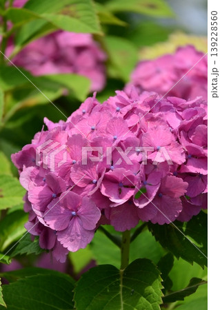 紫陽花 (梅雨のイメージ等に最適) 紫陽花 (梅雨のイメージ等に最適) 139228560