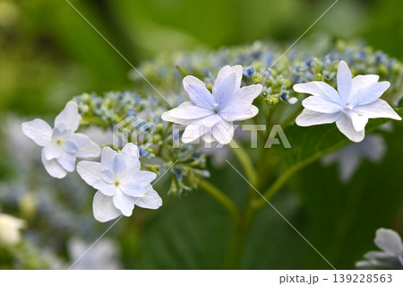紫陽花　(梅雨のイメージ等に最適) 139228563