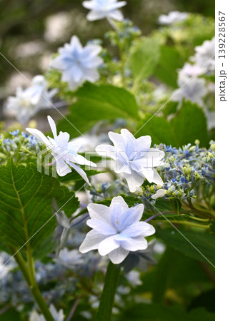紫陽花 (梅雨のイメージ等に最適) 紫陽花 (梅雨のイメージ等に最適) 139228567
