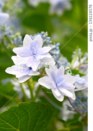 紫陽花　(梅雨のイメージ等に最適) 139228576