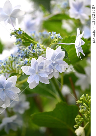 紫陽花 (梅雨のイメージ等に最適) 紫陽花 (梅雨のイメージ等に最適) 139228587