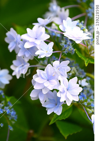紫陽花　(梅雨のイメージ等に最適) 139228598