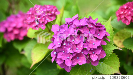 紫陽花 (梅雨のイメージ等に最適) 紫陽花 (梅雨のイメージ等に最適) 139228602