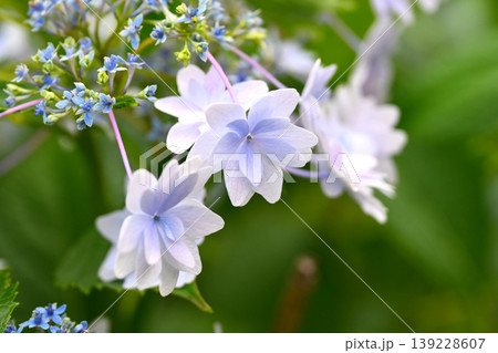 紫陽花　(梅雨のイメージ等に最適) 139228607