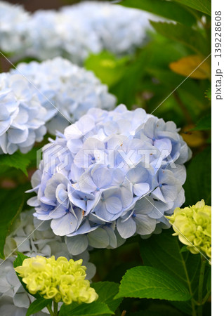 紫陽花 (梅雨のイメージ等に最適) 紫陽花 (梅雨のイメージ等に最適) 139228608