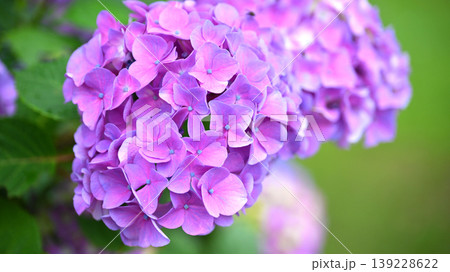 紫陽花 (梅雨のイメージ等に最適) 紫陽花 (梅雨のイメージ等に最適) 139228622