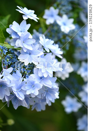 紫陽花 (梅雨のイメージ等に最適) 紫陽花 (梅雨のイメージ等に最適) 139228629