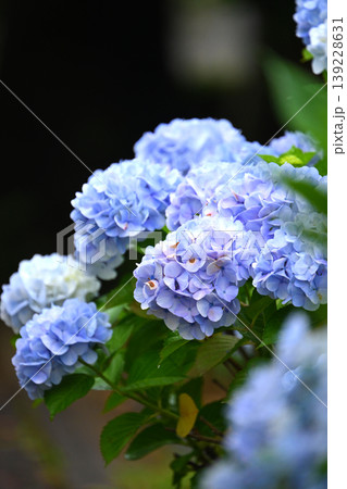 紫陽花 (梅雨のイメージ等に最適) 紫陽花 (梅雨のイメージ等に最適) 139228631