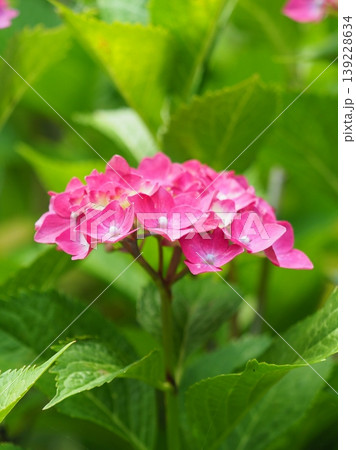 紫陽花　(梅雨のイメージ等に最適) 139228634