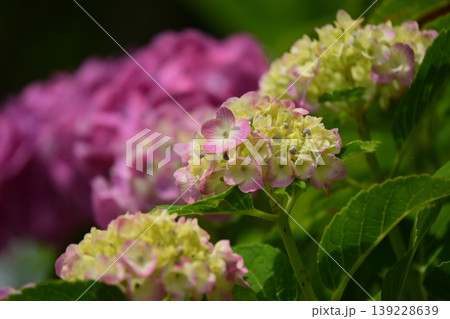 紫陽花 (梅雨のイメージ等に最適) 紫陽花 (梅雨のイメージ等に最適) 139228639