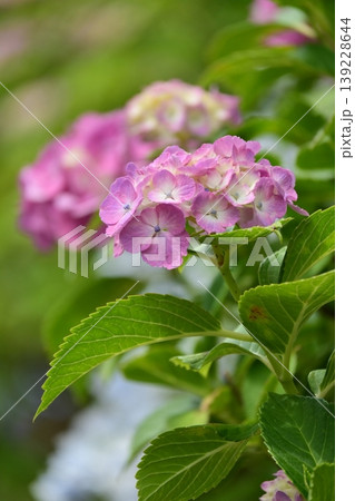 紫陽花 (梅雨のイメージ等に最適) 紫陽花 (梅雨のイメージ等に最適) 139228644