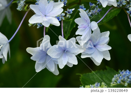 紫陽花 (梅雨のイメージ等に最適) 紫陽花 (梅雨のイメージ等に最適) 139228649