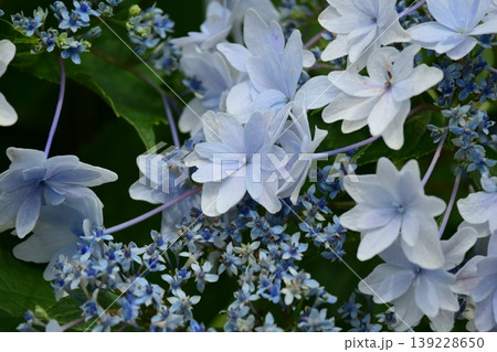紫陽花 (梅雨のイメージ等に最適) 紫陽花 (梅雨のイメージ等に最適) 139228650
