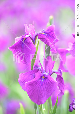 ハナショウブ/花菖蒲/Japanese iris 139228800