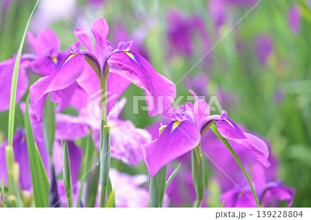 ハナショウブ/花菖蒲/Japanese iris ハナショウブ/花菖蒲/Japanese iris 139228804