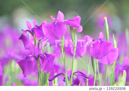 ハナショウブ/花菖蒲/Japanese iris ハナショウブ/花菖蒲/Japanese iris 139228806