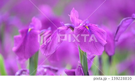 ハナショウブ/花菖蒲/Japanese iris 139228810