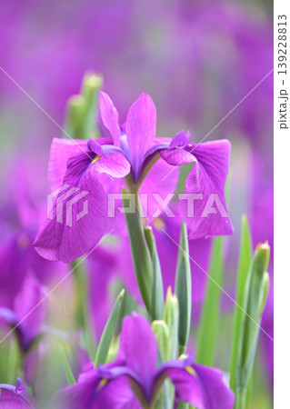 ハナショウブ/花菖蒲/Japanese iris ハナショウブ/花菖蒲/Japanese iris 139228813
