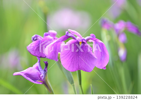 ハナショウブ/花菖蒲/Japanese iris ハナショウブ/花菖蒲/Japanese iris 139228824