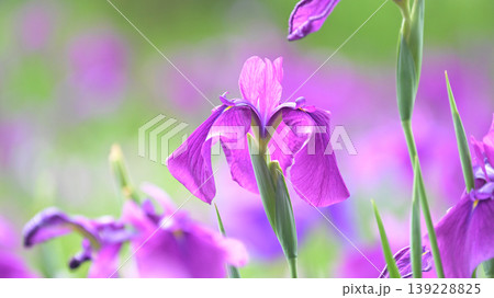 ハナショウブ/花菖蒲/Japanese iris ハナショウブ/花菖蒲/Japanese iris 139228825