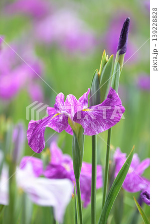 ハナショウブ/花菖蒲/Japanese iris ハナショウブ/花菖蒲/Japanese iris 139228828