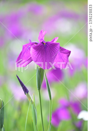 ハナショウブ/花菖蒲/Japanese iris ハナショウブ/花菖蒲/Japanese iris 139228833
