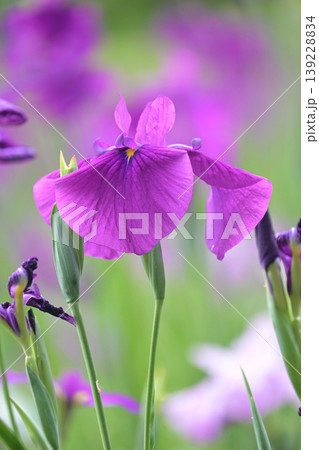 ハナショウブ/花菖蒲/Japanese iris ハナショウブ/花菖蒲/Japanese iris 139228834
