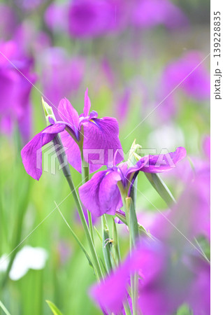 ハナショウブ/花菖蒲/Japanese iris ハナショウブ/花菖蒲/Japanese iris 139228835