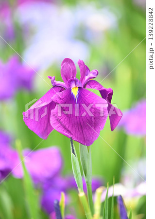 ハナショウブ/花菖蒲/Japanese iris ハナショウブ/花菖蒲/Japanese iris 139228842