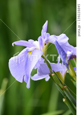 ハナショウブ/花菖蒲/Japanese iris 139228845