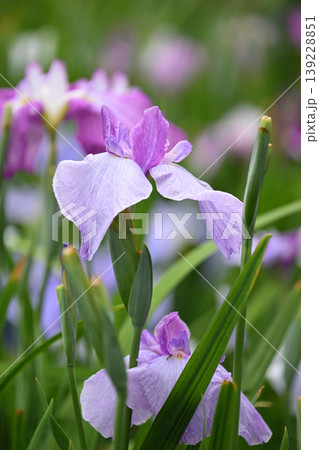 ハナショウブ/花菖蒲/Japanese iris ハナショウブ/花菖蒲/Japanese iris 139228851