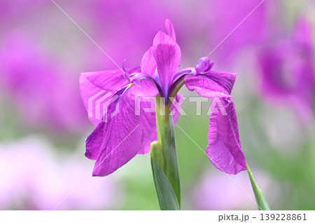 ハナショウブ/花菖蒲/Japanese iris ハナショウブ/花菖蒲/Japanese iris 139228861