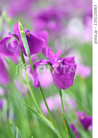 ハナショウブ/花菖蒲/Japanese iris 139228863