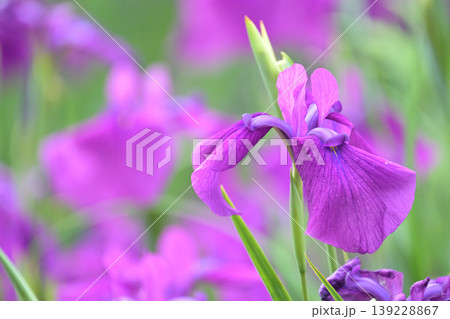 ハナショウブ/花菖蒲/Japanese iris ハナショウブ/花菖蒲/Japanese iris 139228867
