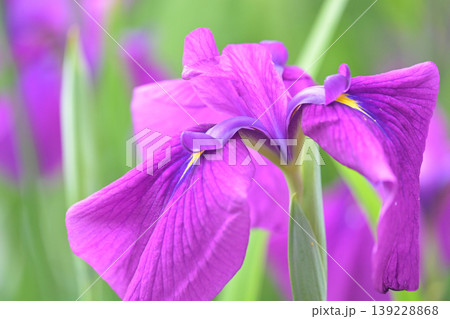 ハナショウブ/花菖蒲/Japanese iris 139228868