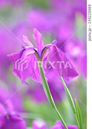 ハナショウブ/花菖蒲/Japanese iris ハナショウブ/花菖蒲/Japanese iris 139228869