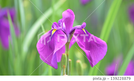 ハナショウブ/花菖蒲/Japanese iris ハナショウブ/花菖蒲/Japanese iris 139228879