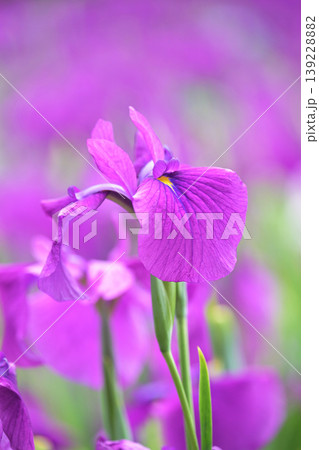 ハナショウブ/花菖蒲/Japanese iris ハナショウブ/花菖蒲/Japanese iris 139228882