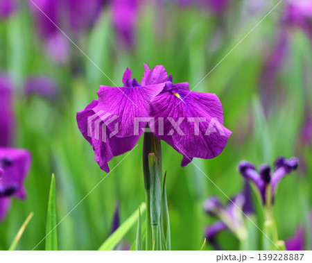 ハナショウブ/花菖蒲/Japanese iris 139228887