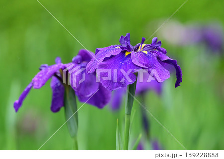 ハナショウブ/花菖蒲/Japanese iris ハナショウブ/花菖蒲/Japanese iris 139228888