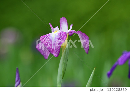 ハナショウブ/花菖蒲/Japanese iris ハナショウブ/花菖蒲/Japanese iris 139228889